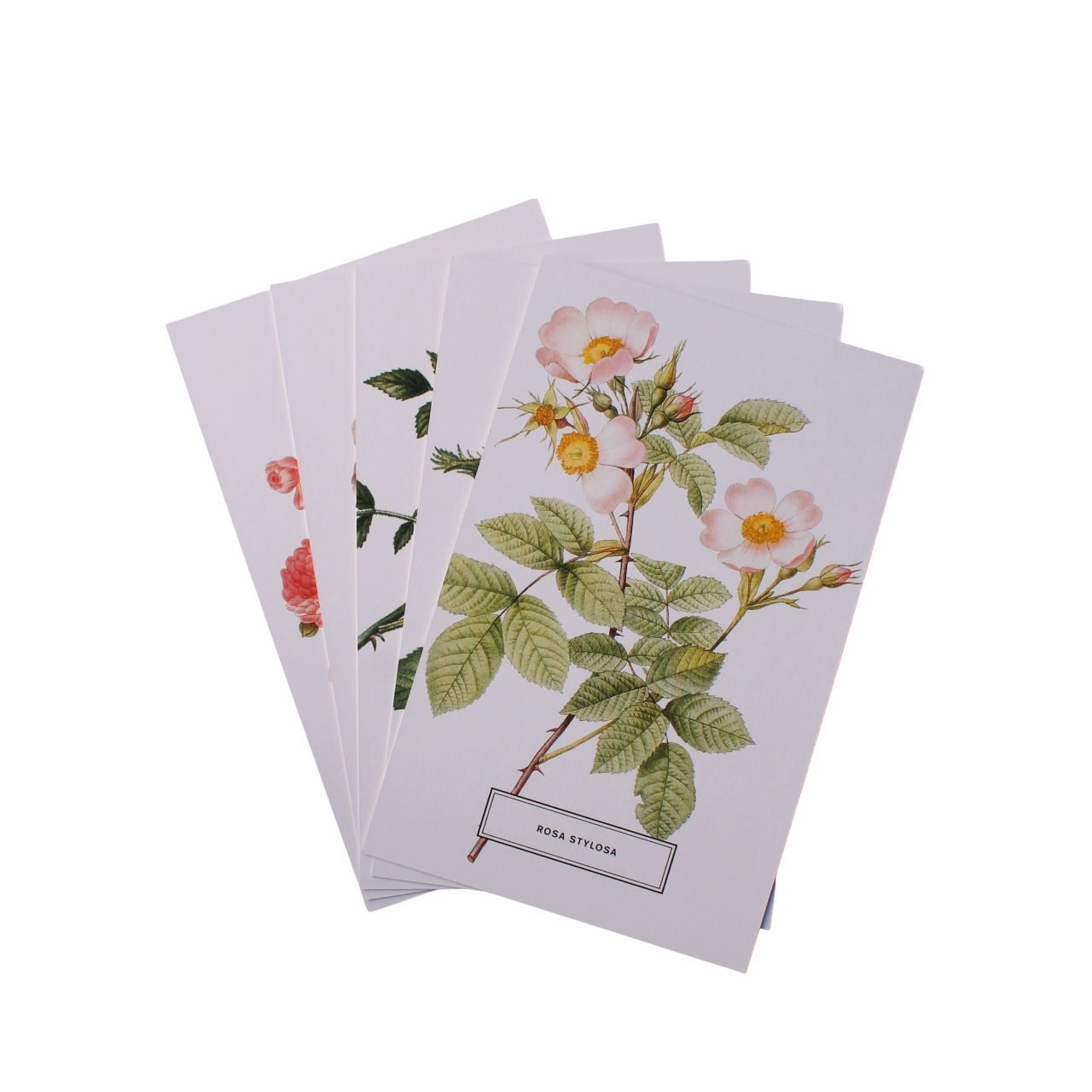 Vintage Style Botanical Postcards Prints