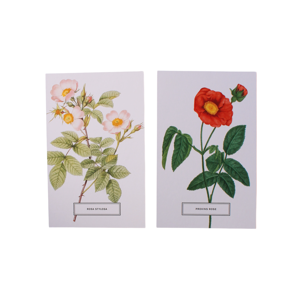 Vintage Style Botanical Postcards Prints