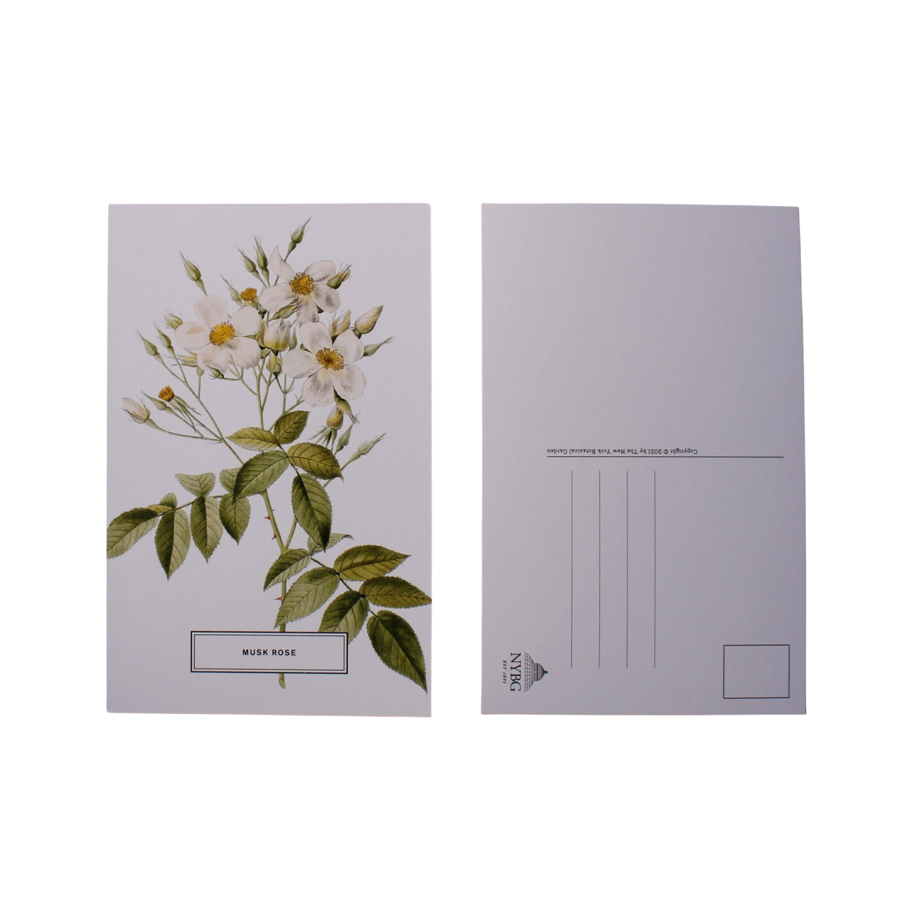 Vintage Style Botanical Postcards Prints